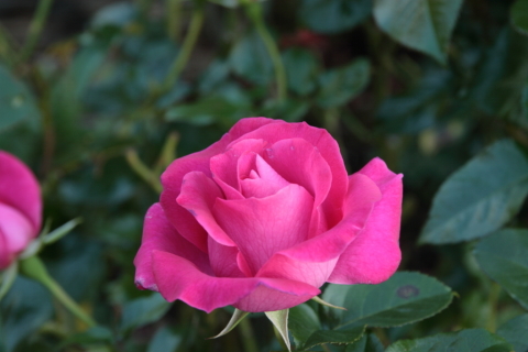 2014/11月 SIGMA17-70+30D 焦点距離70mm F/8 ss1/15 ISO100