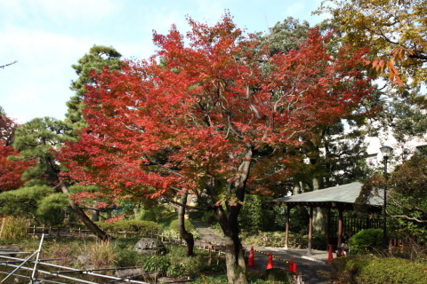 2014/11月 SIGMA17-70+30D 焦点距離23mm F/6.3 ss1/125 ISO100