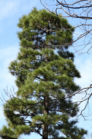 2014/11月 SIGMA17-70+30D 焦点距離70mm F/8 ss1/125 ISO100