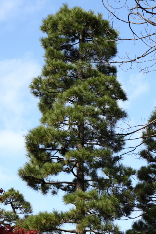 2014/11月 SIGMA17-70+30D 焦点距離53mm F/8 ss1/160 ISO100