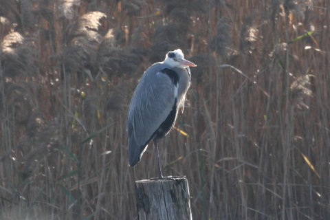 2014/11月 TAMRONsp70-300+30D 焦点距離282mm F/5.6 ss1/400 ISO400