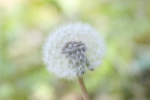 2014/11月 TAMRONsp70-300+30D 焦点距離300mm F/8 ss1/160 ISO400