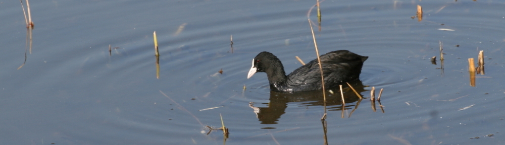にわかカメラマンの撮ってみた!!（N'sHOME別館）