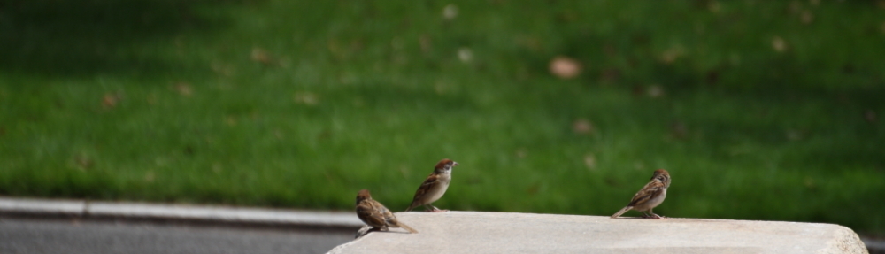 にわかカメラマンの撮ってみた!!（N'sHOME別館）