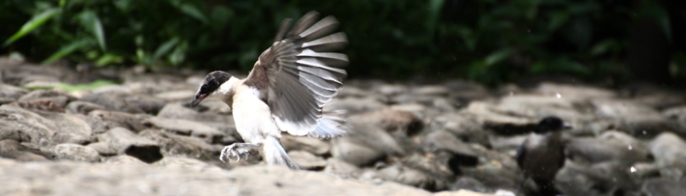 にわかカメラマンの撮ってみた!!（N'sHOME別館）