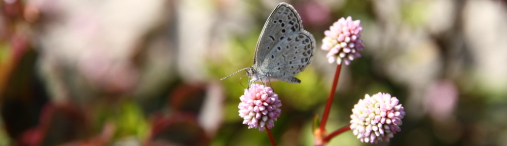 にわかカメラマンの撮ってみた!!（N'sHOME別館）