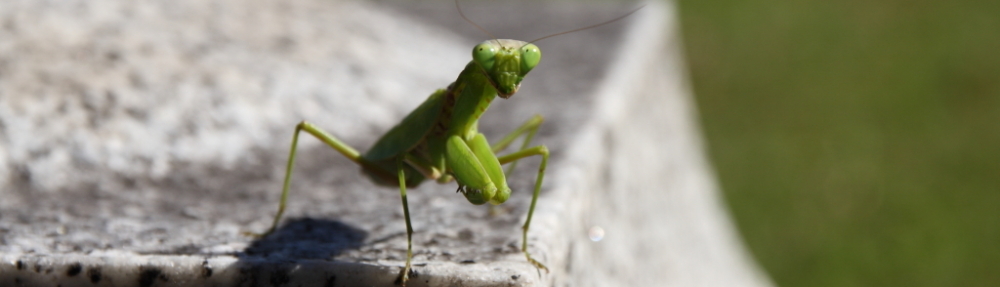 にわかカメラマンの撮ってみた!!（N'sHOME別館）