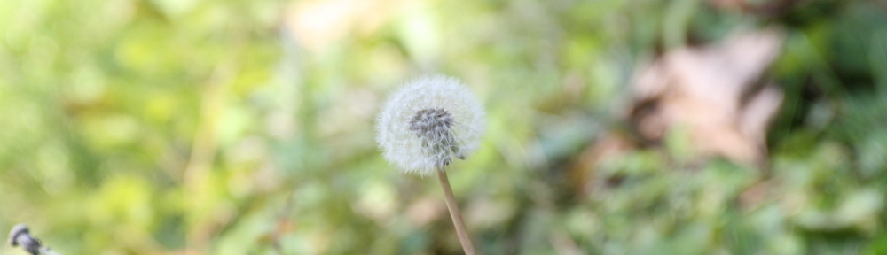 にわかカメラマンの撮ってみた!!（N'sHOME別館）