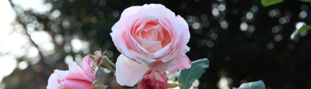 にわかカメラマンの撮ってみた!!（N'sHOME別館）