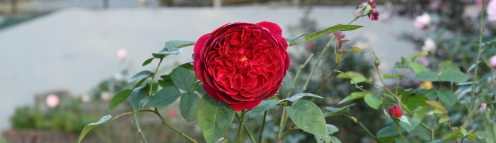 にわかカメラマンの撮ってみた!!（N'sHOME別館）