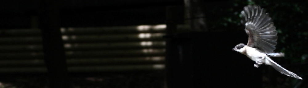 にわかカメラマンの撮ってみた!!（N'sHOME別館）