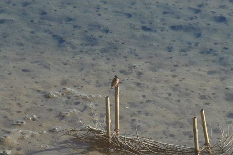 2014/12月 TAMRONsp70-300+30D 焦点距離300mm F/11 ss1/250 ISO400