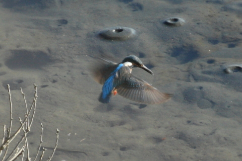 2014/12月 TAMRONsp70-300+30D 焦点距離300mm F/11 ss1/250 ISO400