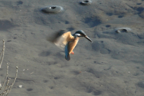 2014/12月 TAMRONsp70-300+30D 焦点距離300mm F/11 ss1/250 ISO400