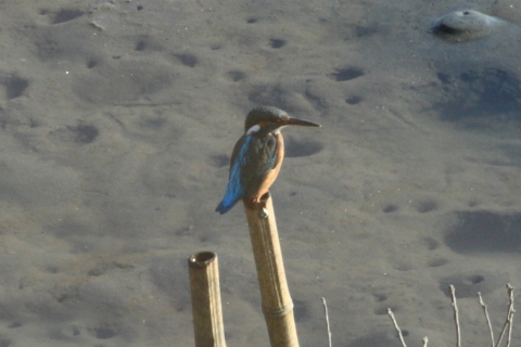 2014/12月 TAMRONsp70-300+30D 焦点距離300mm F/11 ss1/250 ISO400