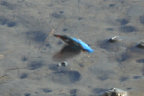 2014/12月 TAMRONsp70-300+30D 焦点距離300mm F/11 ss1/200 ISO400