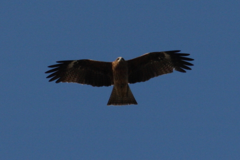 2014/12月 TAMRONsp70-300+30D 焦点距離300mm F/11 ss1/640 ISO400