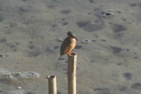 2014/12月 TAMRONsp70-300+30D 焦点距離300mm F/11 ss1/250 ISO400