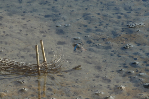 2014/12月 TAMRONsp70-300+30D 焦点距離300mm F/11 ss1/250 ISO400