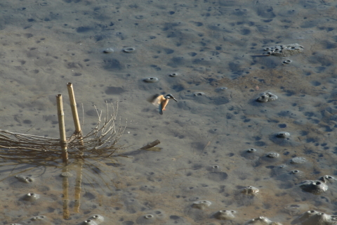 2014/12月 TAMRONsp70-300+30D 焦点距離300mm F/11 ss1/250 ISO400