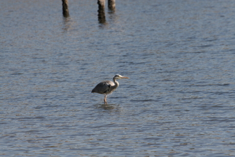 2014/12月 TAMRONsp70-300+30D 焦点距離300mm F/9 ss1/800 ISO320
