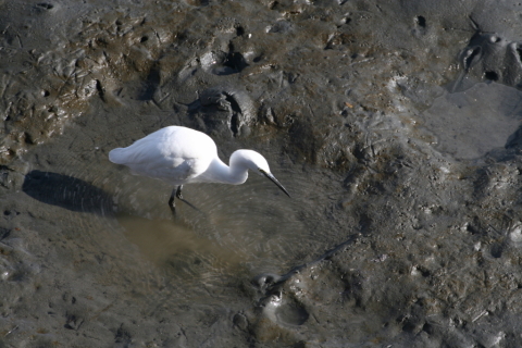 2014/12月 TAMRONsp70-300+30D 焦点距離300mm F/9 ss1/400 ISO320