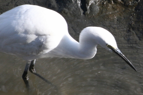 2014/12月 TAMRONsp70-300+30D 焦点距離300mm F/9 ss1/400 ISO320