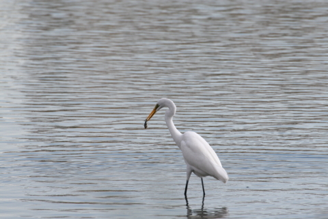 2014/12月 TAMRONsp70-300+30D 焦点距離300mm F/9 ss1/500 ISO320