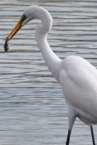 2014/12月 TAMRONsp70-300+30D 焦点距離300mm F/9 ss1/500 ISO320