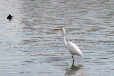 2014/12月 TAMRONsp70-300+30D 焦点距離300mm F/9 ss1/500 ISO320