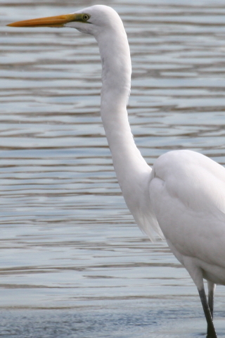 2014/12月 TAMRONsp70-300+30D 焦点距離300mm F/9 ss1/500 ISO320