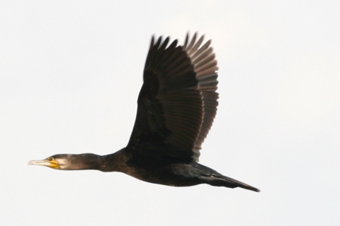 2014/12月 TAMRONsp70-300+30D 焦点距離300mm F/9 ss1/500 ISO320