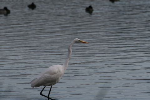 2014/12月 TAMRONsp70-300+30D 焦点距離300mm F/9 ss1/1000 ISO320