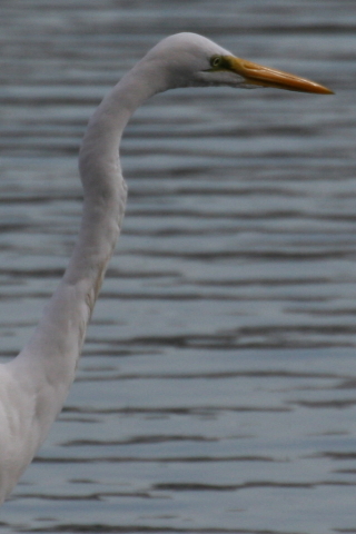 2014/12月 TAMRONsp70-300+30D 焦点距離300mm F/9 ss1/1000 ISO320