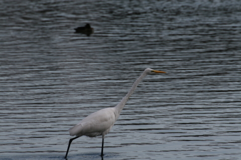 2014/12月 TAMRONsp70-300+30D 焦点距離300mm F/9 ss1/1000 ISO320