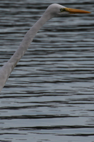 2014/12月 TAMRONsp70-300+30D 焦点距離300mm F/9 ss1/1000 ISO320