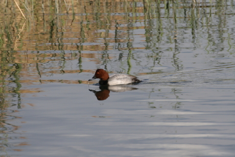 2014/12月 TAMRONsp70-300+30D 焦点距離300mm F/9 ss1/1000 ISO320