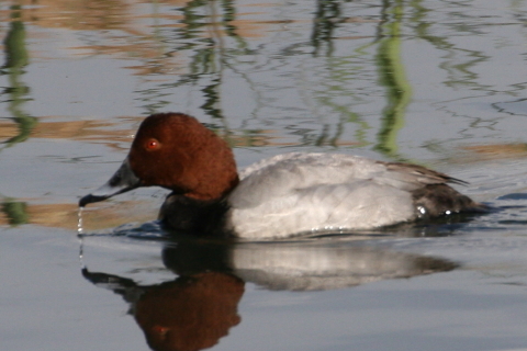 2014/12月 TAMRONsp70-300+30D 焦点距離300mm F/9 ss1/1000 ISO320