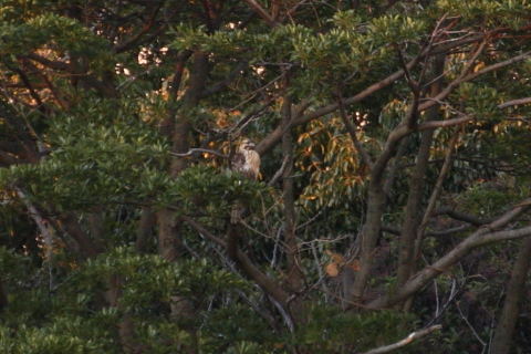 2014/12月 TAMRONsp70-300+30D 焦点距離300mm F/5.6 ss1/125 ISO800