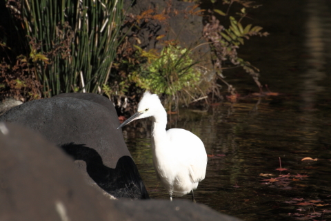 2014/12月 TAMRONsp70-300+30D 焦点距離300mm F/8 ss1/1000 ISO400