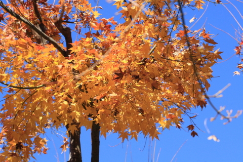 2014/12月 TAMRONsp70-300+30D 焦点距離70mm F/8 ss1/400 ISO320