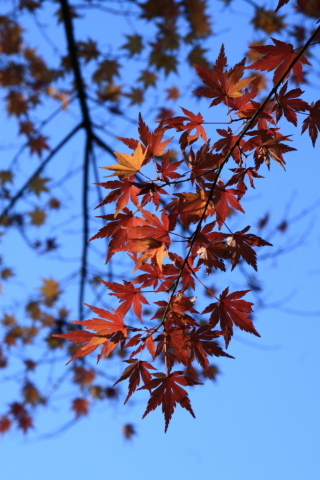 2014/12月 SIGMA17-70+30D 焦点距離70mm F/8 ss1/125 ISO100