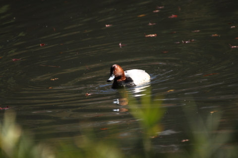 2014/12月 TAMRONsp70-300+30D 焦点距離300mm F/5.6 ss1/800 ISO400