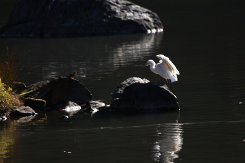 2014/12月 TAMRONsp70-300+30D 焦点距離300mm F/5.6 ss1/800 ISO400