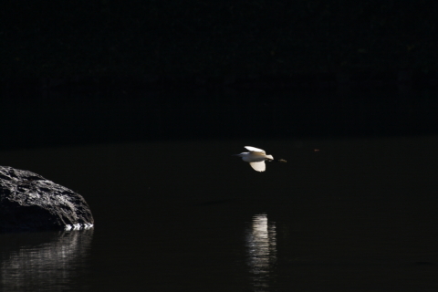 2014/12月 TAMRONsp70-300+30D 焦点距離300mm F/7.1 ss1/1000 ISO400