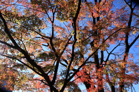 2014/12月 SIGMA17-70+30D 焦点距離17mm F/5.6 ss1/320 ISO100