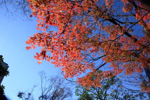 2014/12月 SIGMA17-70+30D 焦点距離17mm F/7.1 ss1/320 ISO100