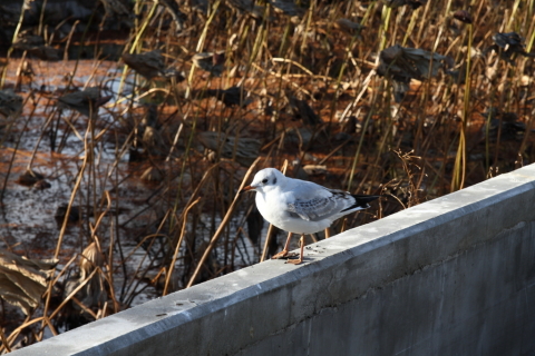 2014/12月 SIGMA17-70+30D 焦点距離70mm F/8 ss1/100 ISO100