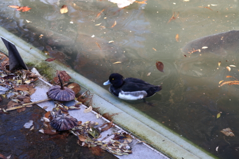 2014/12月 SIGMA17-70+30D 焦点距離70mm F/5.6 ss1/30 ISO100