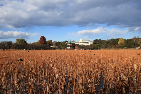 2014/12月 SIGMA17-70+30D 焦点距離21mm F/6.3 ss1/500 ISO100